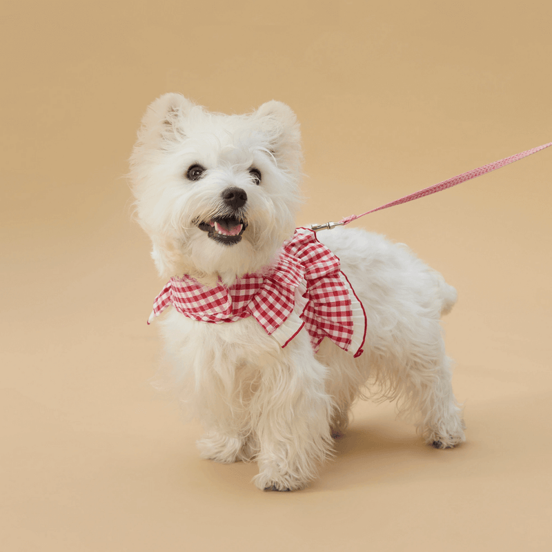 Dog Harnesses & Leashes