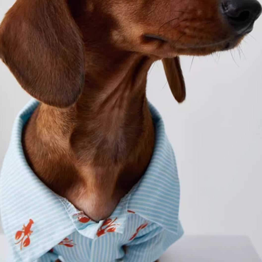 Dachshund Blue Stripe Polo Shirt