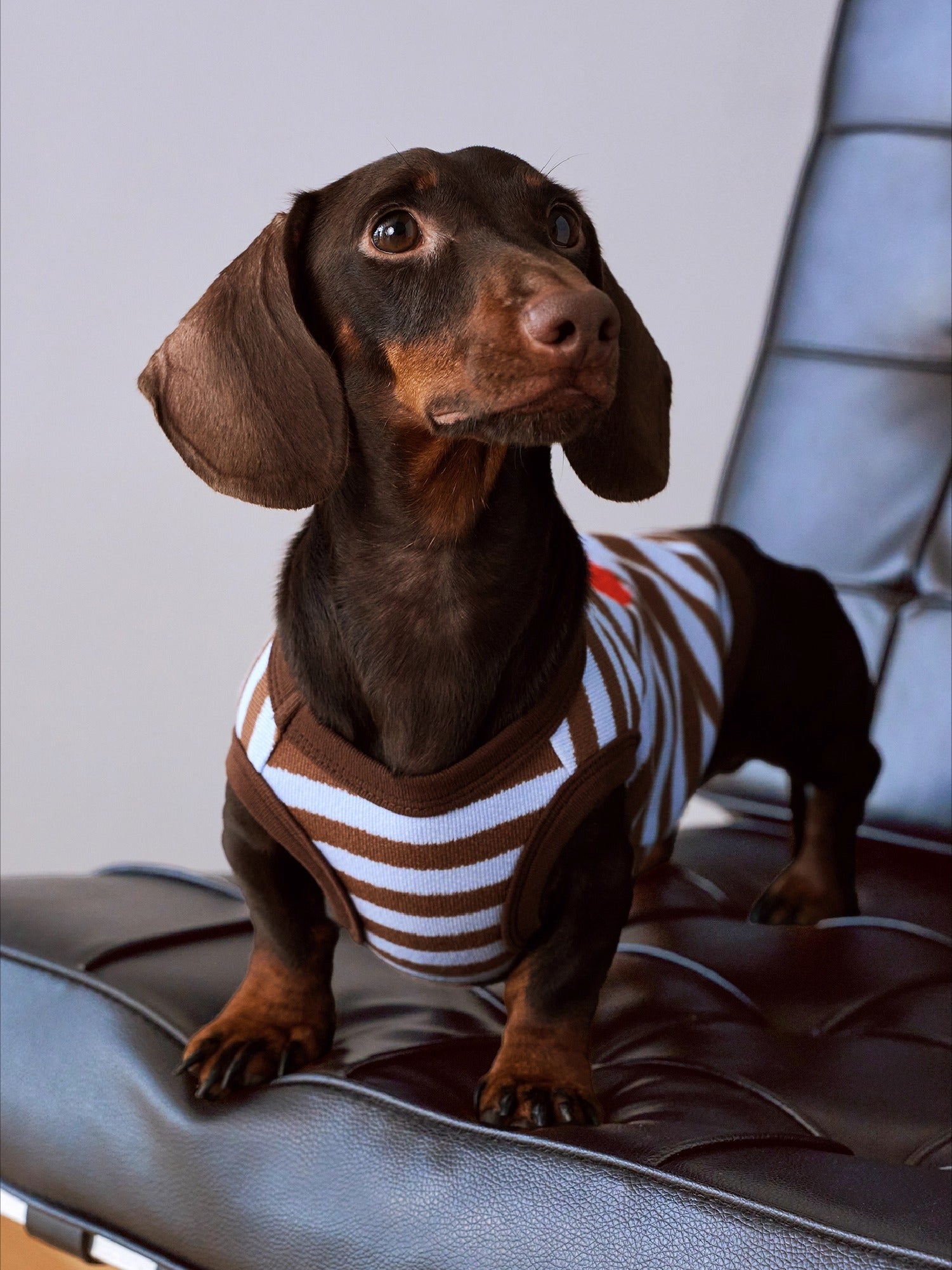 Brown-Blue Stripe Velvet Embroidered Jumper