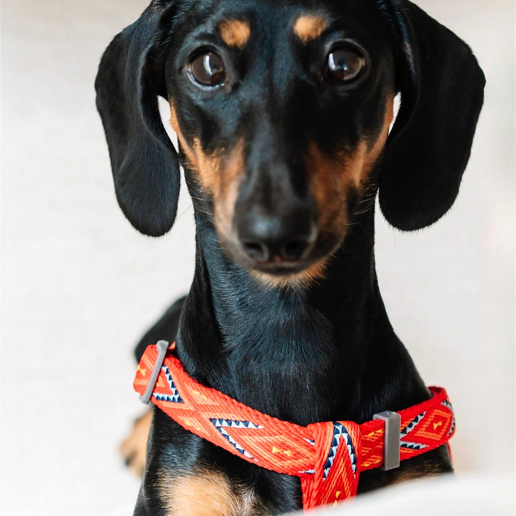 Jacquard Nylon Dog Leash