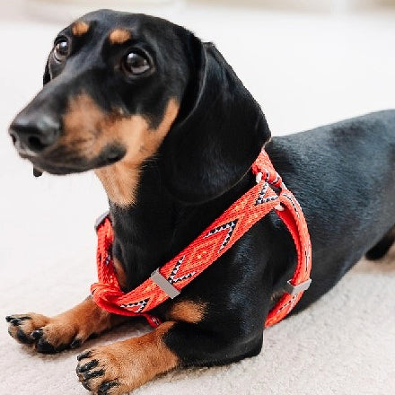 Jacquard No-Pull Adjustable Dog Harness