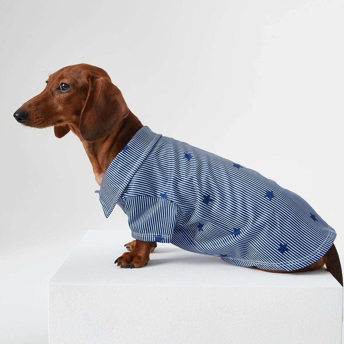 Dachshund POLO Shirt Dog Clothes