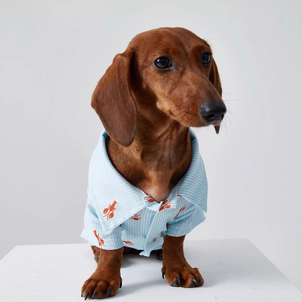 Dachshund POLO Shirt Dog Clothes