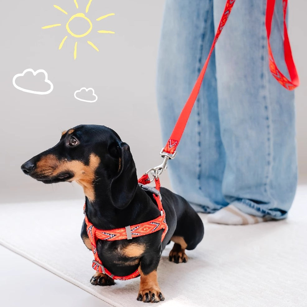 Jacquard Nylon Dog Leash