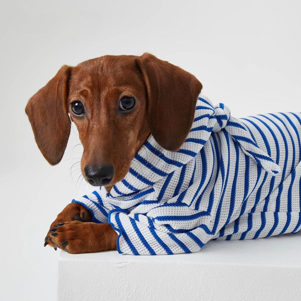 Dachshund Red & Blue Stripe Hoodie