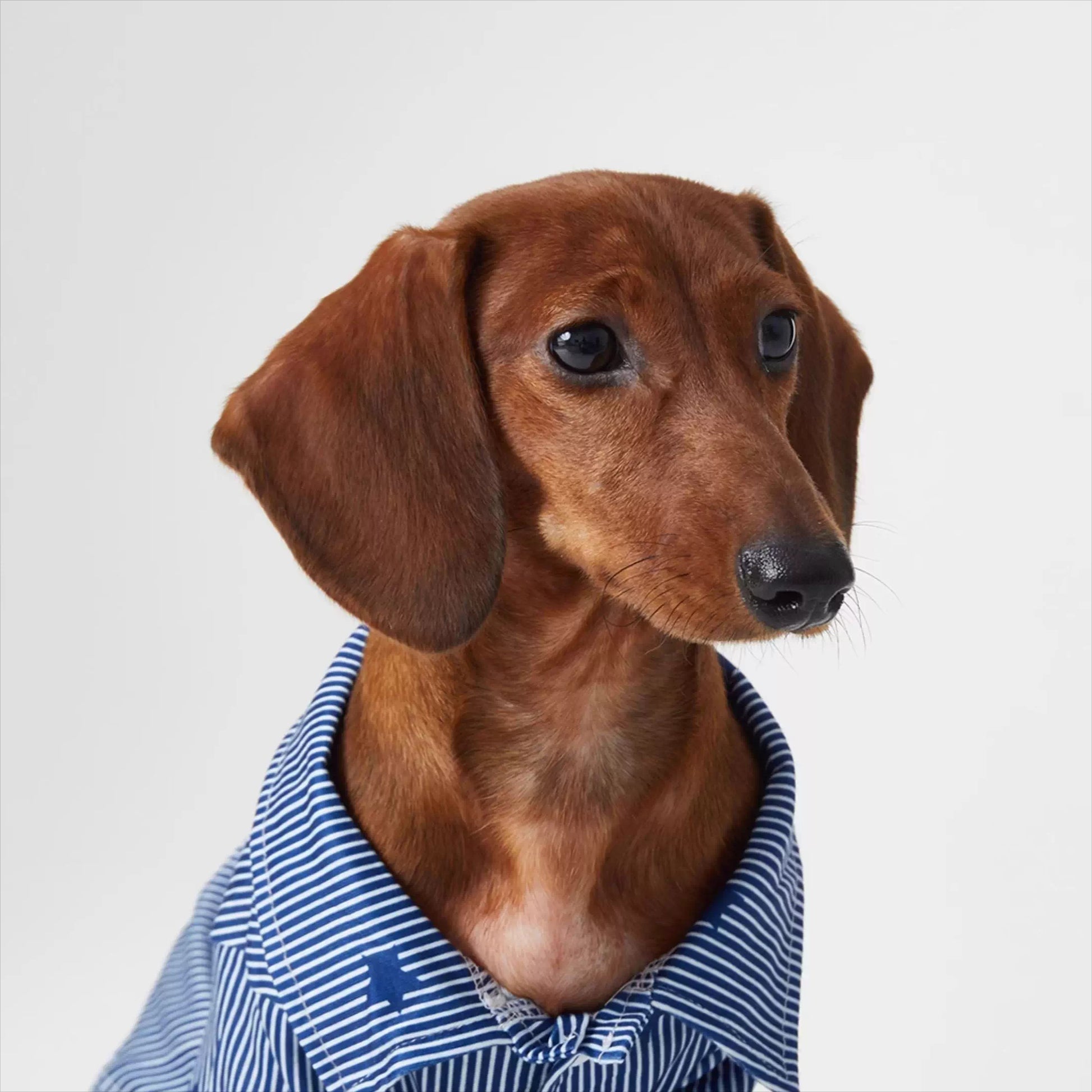Dachshund Blue Stripe Polo Shirt Dark Blue / XL