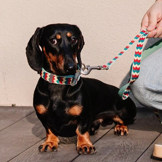Jacquard Nylon Dog Leash