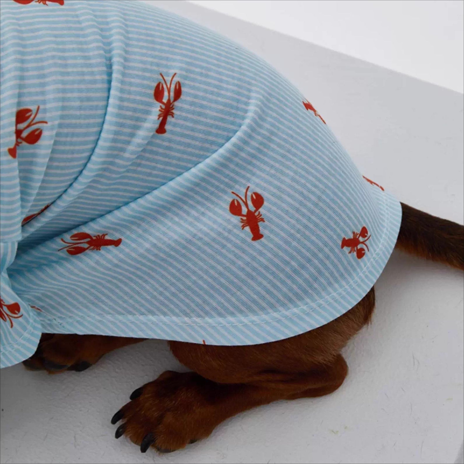 Dachshund Blue Stripe Polo Shirt