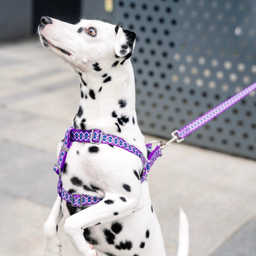 Jacquard Nylon Dog Leash