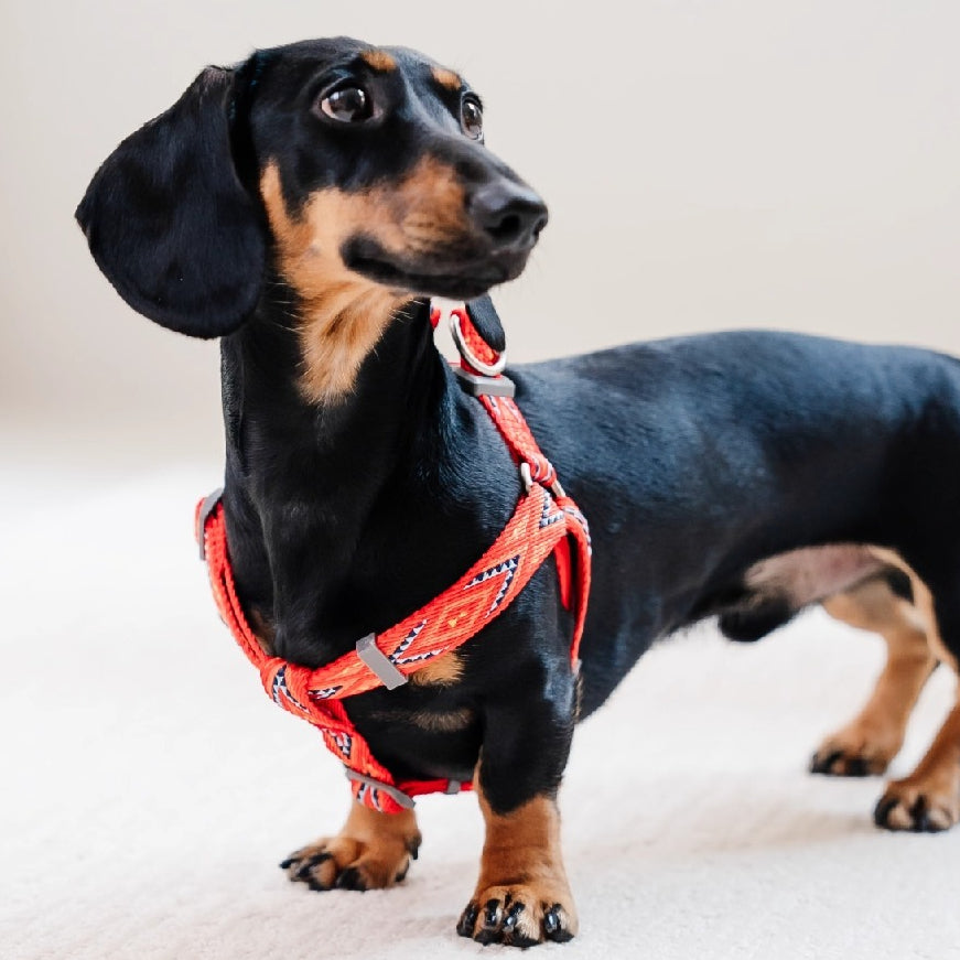 Jacquard No-Pull Adjustable Dog Harness