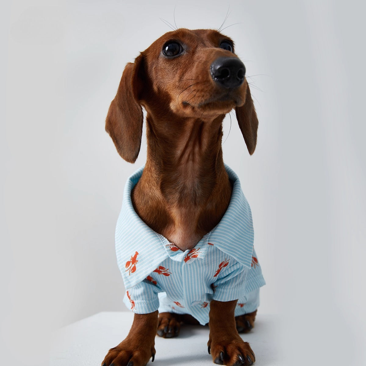 Dachshund Blue Stripe Polo Shirt Blue / XL