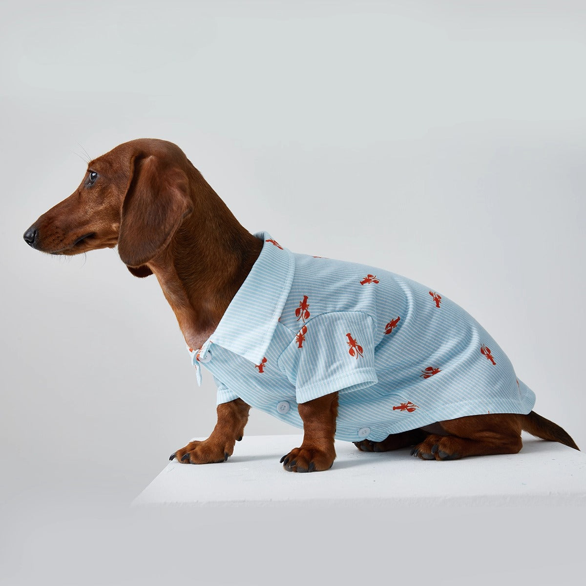 Dachshund Blue Stripe Polo Shirt