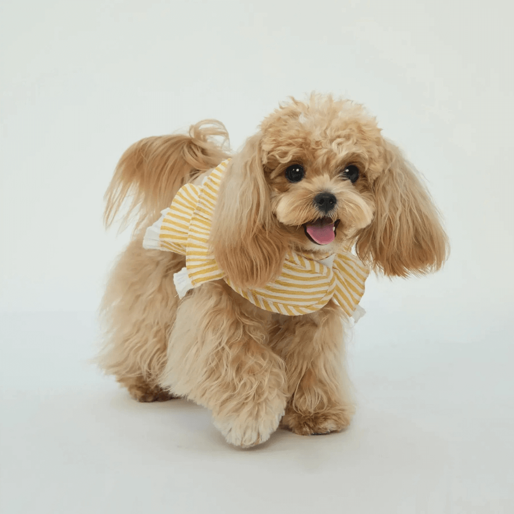 Cupcake Double-Layer Lace Dog Harness