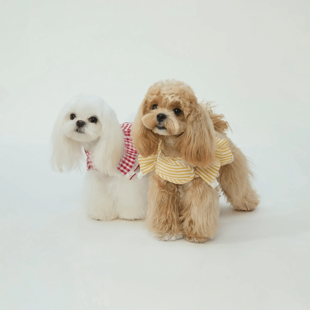 Cupcake Double-Layer Lace Dog Harness