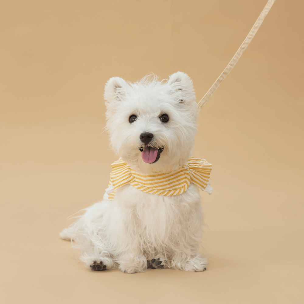 Cupcake Double-Layer Lace Dog Harness