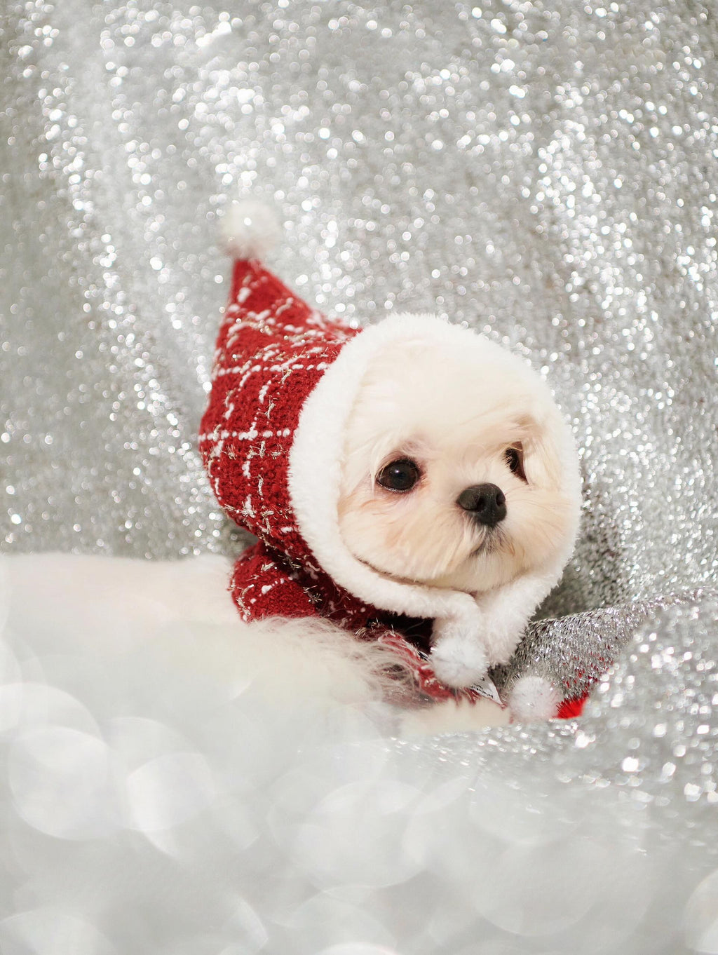 Designer Pet Christmas Outfit with Detachable Hat & Scarf for Dog & Cat Cozy Christmas Winter Apparel Red 1-4