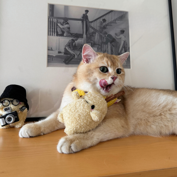 Potato Cat Chew Toy