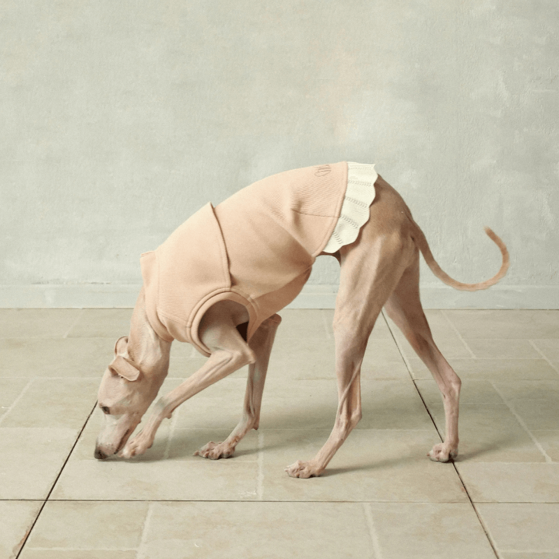 Italian Greyhound & Whippets Sleeveless Sweatshirt