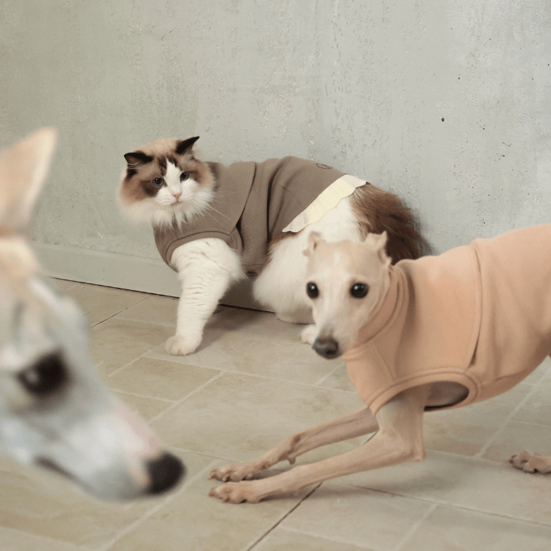 Italian Greyhound & Whippets Sleeveless Sweatshirt