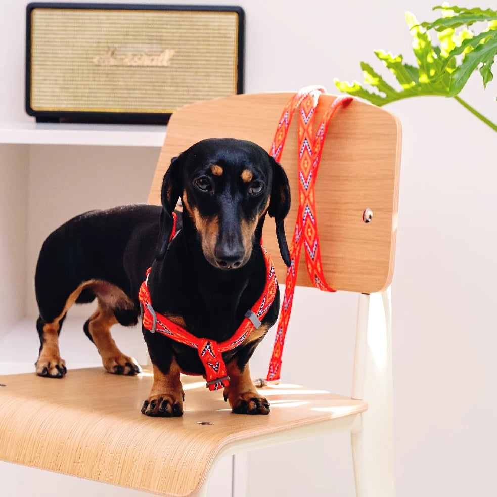 Jacquard Nylon Dog Leash