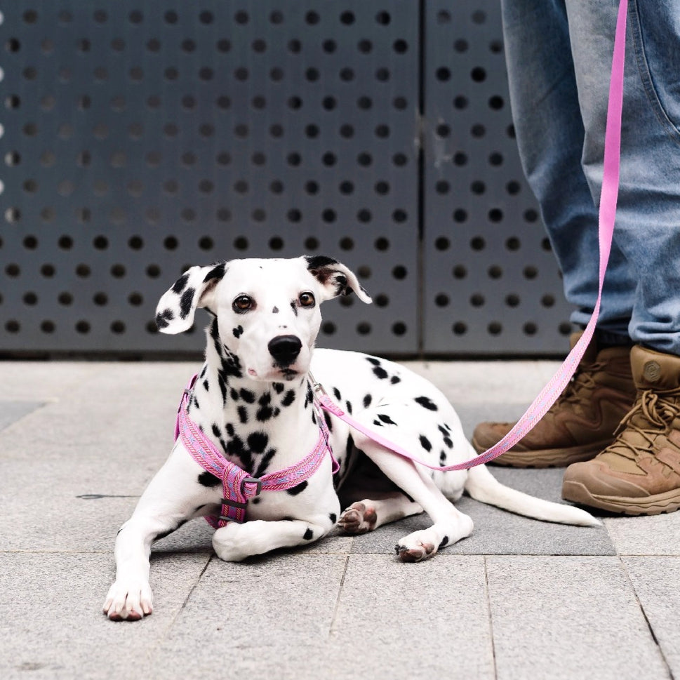Jacquard No-Pull Adjustable Dog Harness