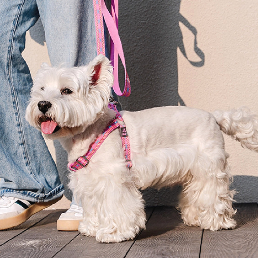 Jacquard Nylon Dog Leash