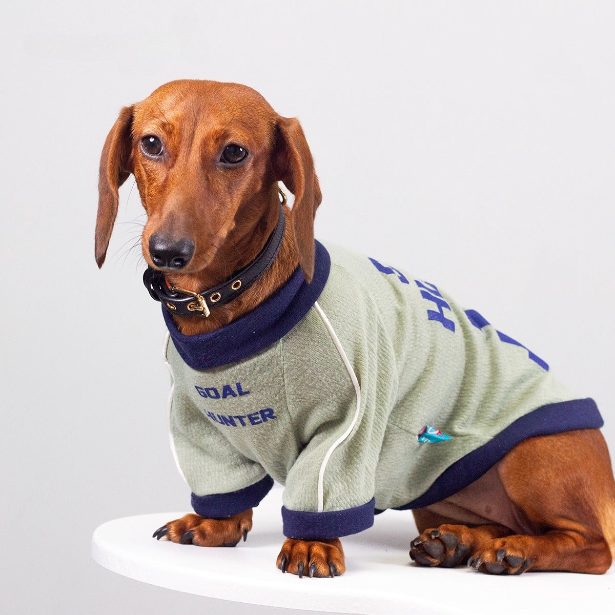 Dachshund Cozy Jersey Dog Sweatshirt Grey / XL