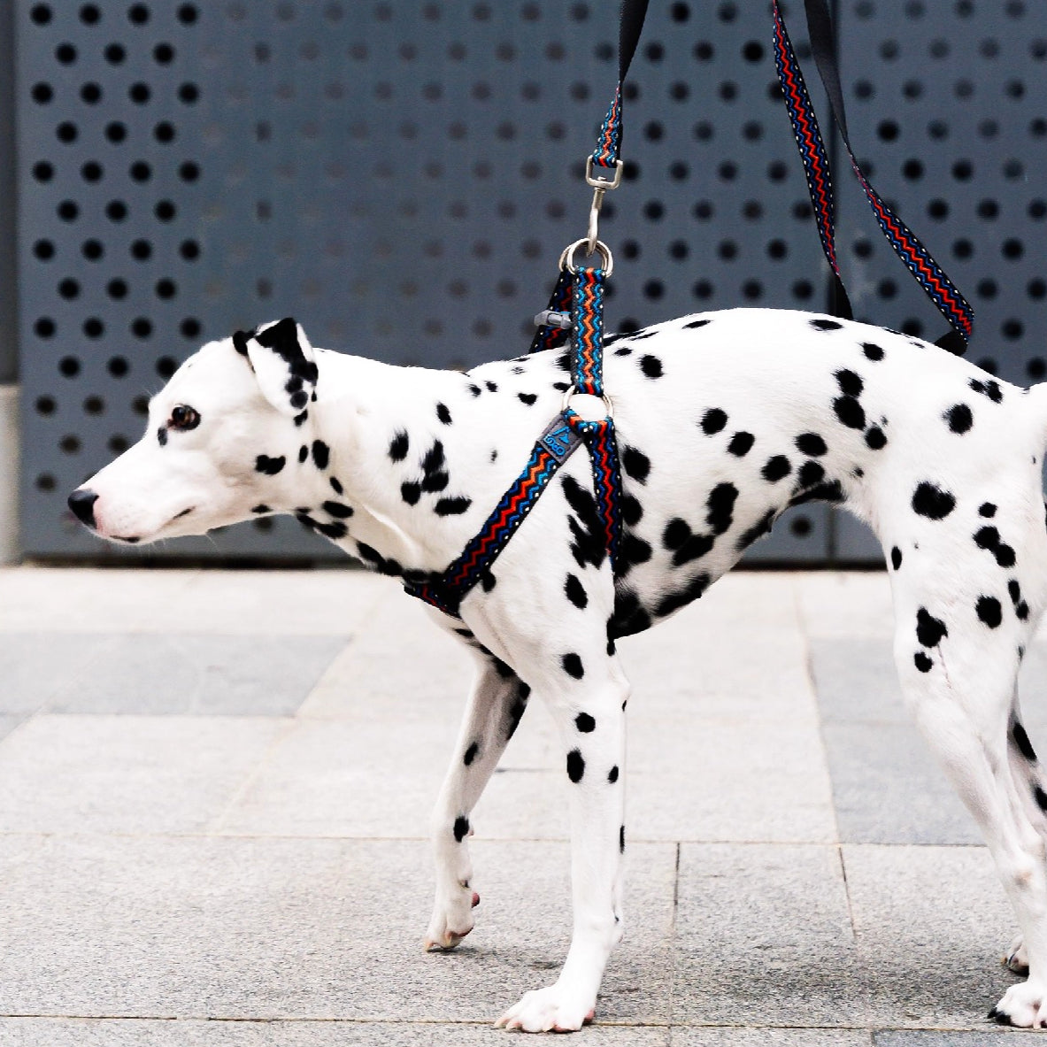 Jacquard Nylon Dog Leash