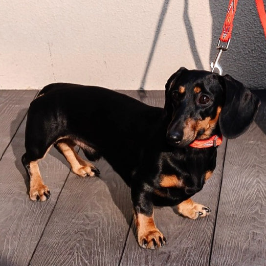 Jacquard Nylon Dog Leash